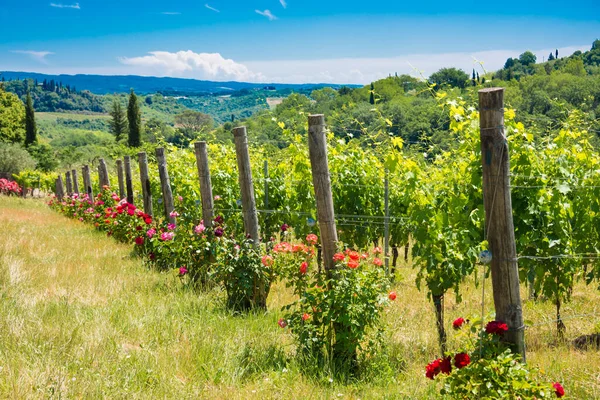 Winnica Regionie Chianti Włochy — Zdjęcie stockowe