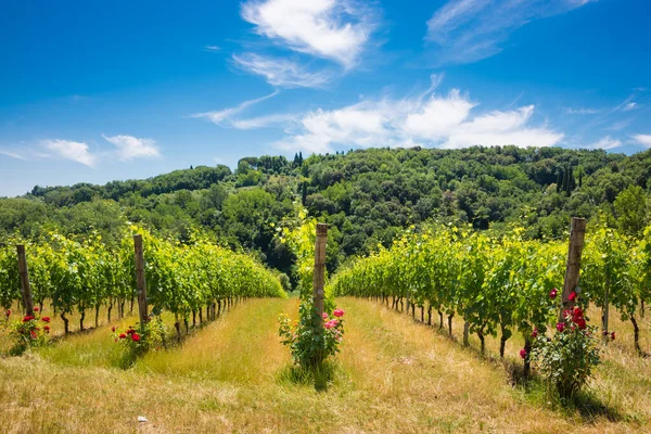 Viñedo Región Chianti Italia — Foto de Stock