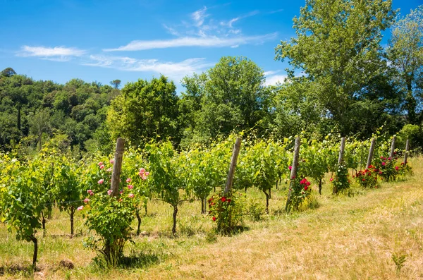 Vineyard Chianti Region Italy — Stock Photo, Image