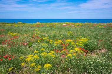 Yazın mavi deniz kenarındaki kır çiçekleri, doğal manzara.