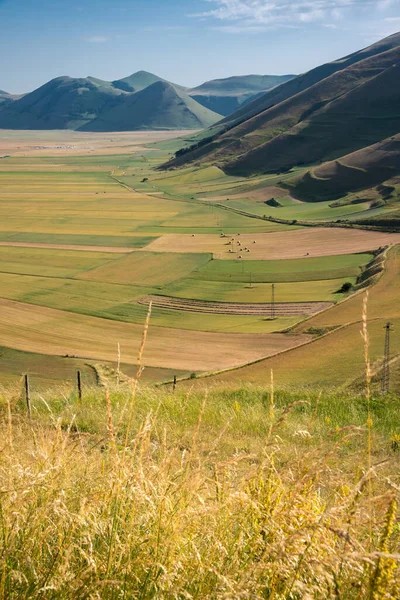 Beautiful Valley Green Agricultural Fields Summer — Stock Photo, Image