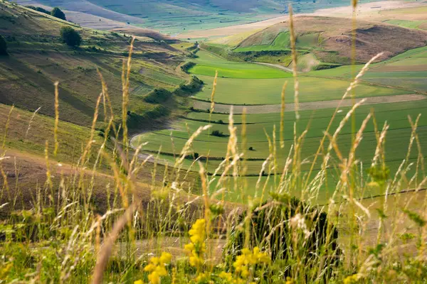 Vacker Dal Med Gröna Jordbruksfält Sommaren — Stockfoto