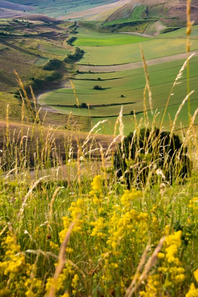 夏には緑の農地を持つ美しい渓谷 — ストック写真