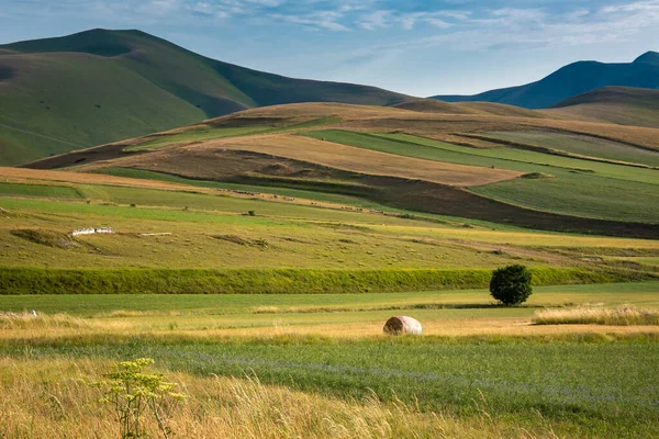 Красива Долина Зеленими Сільськогосподарськими Полями Влітку — стокове фото
