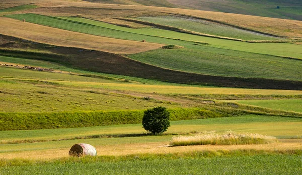 美丽的山谷 夏天有绿色的农田 — 图库照片