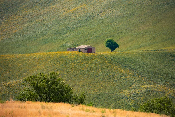 Câmpuri Floarea Soarelui Mediul Rural Casă Veche Fermă — Fotografie, imagine de stoc