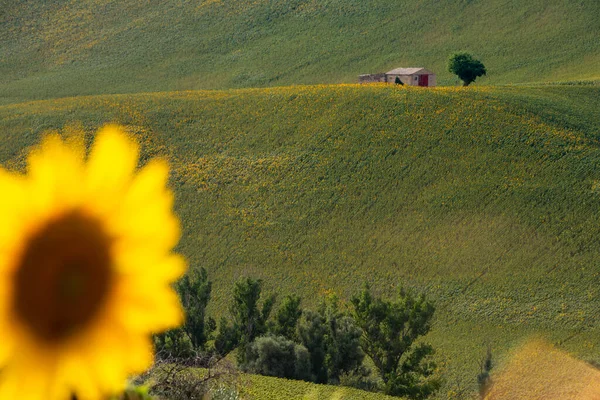 Campi Girasole Campagna Con Una Vecchia Casa Colonica — Foto Stock