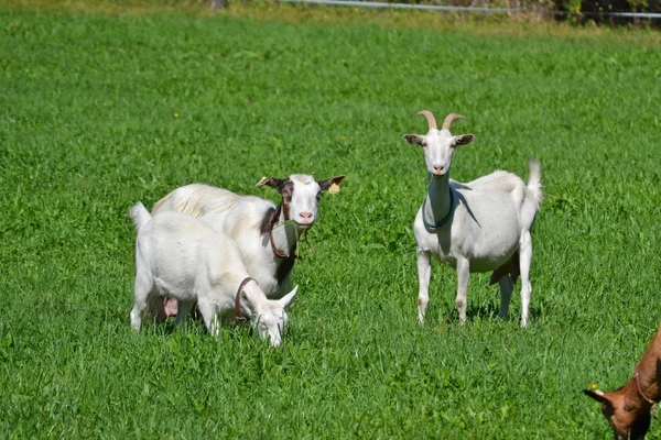 Kudde geiten doet het gras eten — Stockfoto