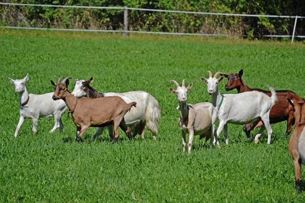 Kudde geiten doet het gras eten Stockfoto
