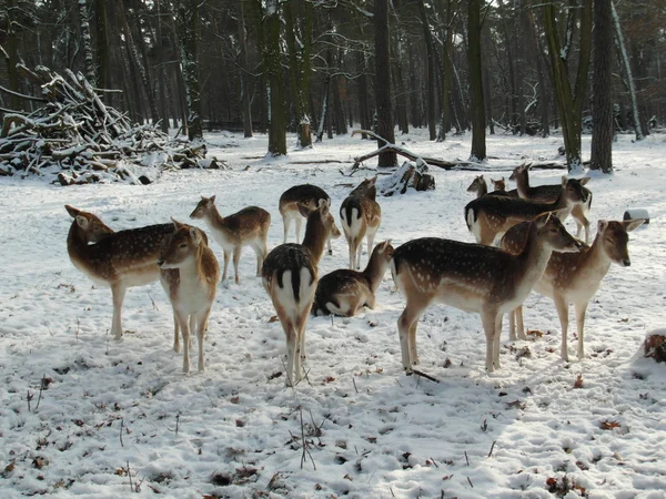 Geyik grubu — Stok fotoğraf