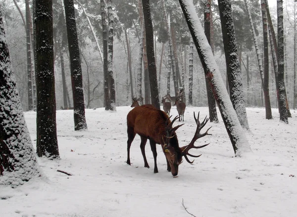Cervo rosso in inverno — Foto Stock