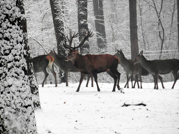 Red deer w zimie — Zdjęcie stockowe