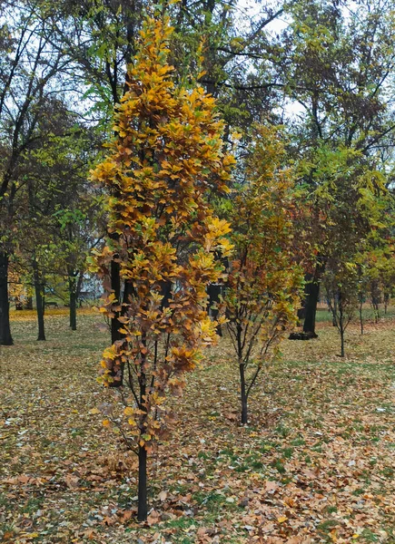 Schöner Baum Herbst Stadtpark Landschaftsfotografie — Stockfoto