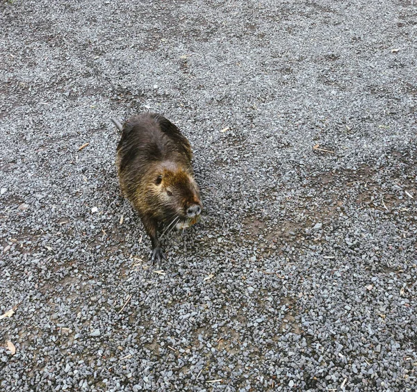 Rat Musqué Sauvage Ondatra Zibethicuseats Mange Sur Rive Rivière — Photo