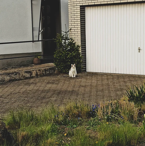 แมวขาวเด นในสวนของบ านในชนบท ยงในบ — ภาพถ่ายสต็อก