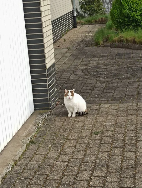 Vit Katt Som Går Gården Till Ett Hus Landet Husdjur — Stockfoto