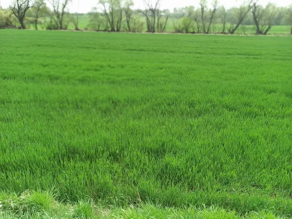 Hierba Verde Antecedentes Fuera Foco Borroso — Foto de Stock
