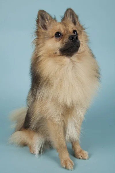 Mini-Spitz — Stockfoto