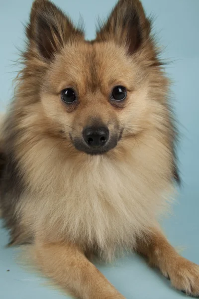 Mini-Spitz — Stockfoto