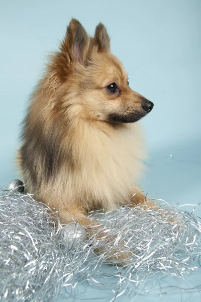 Mini Spitz — Stockfoto