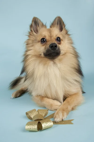 Mmini spitz — Stockfoto