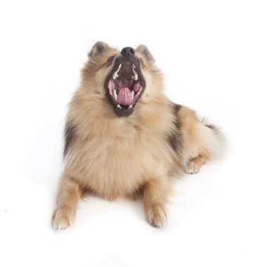mmini spitz