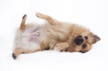 Mini spitz