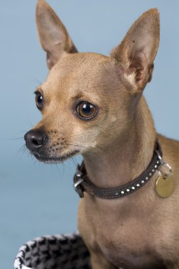 Chihuahua