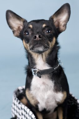 Chihuahua