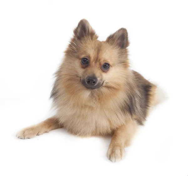 Mmini spitz — Stockfoto