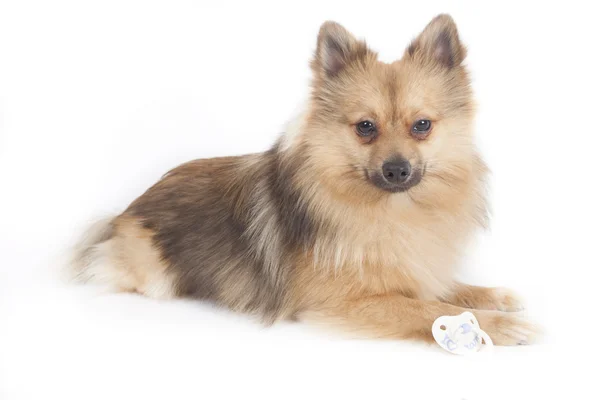 Mini spitz — Stock Photo, Image