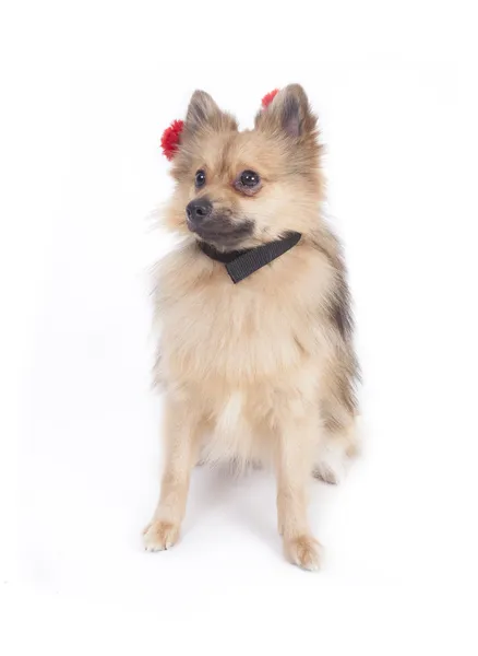 Mini spitz — Stockfoto