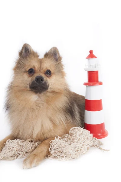 Mini spitz — Stockfoto