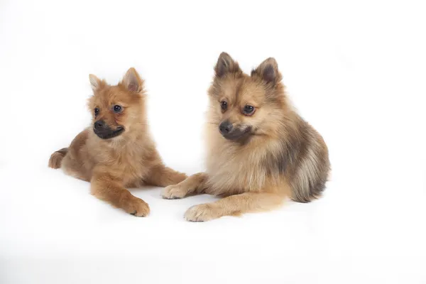 Mini spitz — Foto de Stock