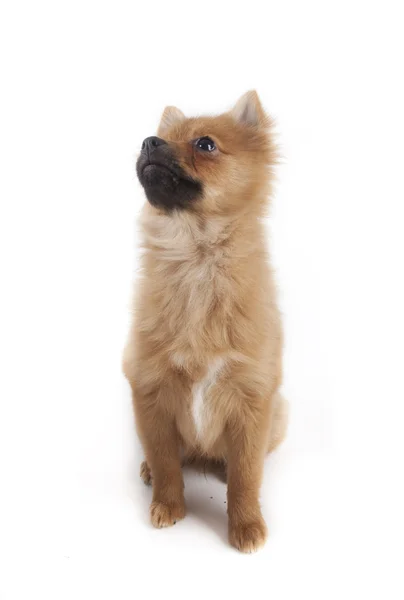 Mini spitz — Foto de Stock