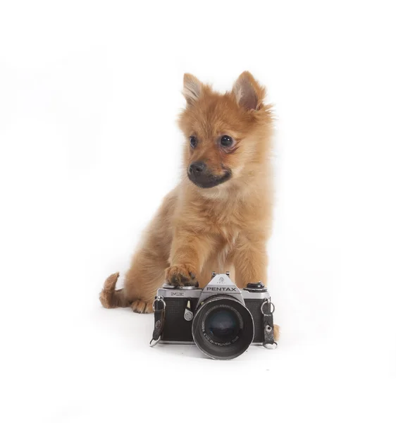 Mini spitz — Fotografia de Stock