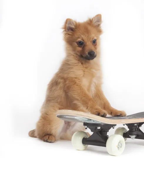 Mini spitz — Stockfoto