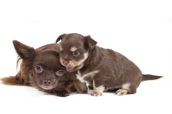 Cagnolino chihuahua — Foto Stock