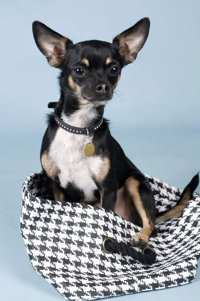 Chihuahua — Stockfoto