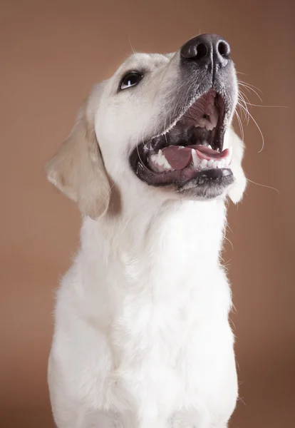 Perro perdiguero de oro — Foto de Stock