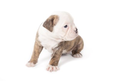 Bulldog yavru