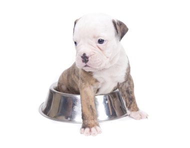 Bulldog yavru