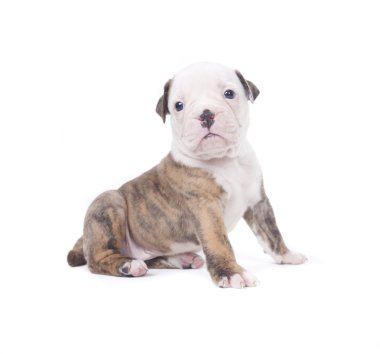 Bulldog yavru