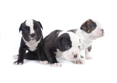 Bulldog yavru