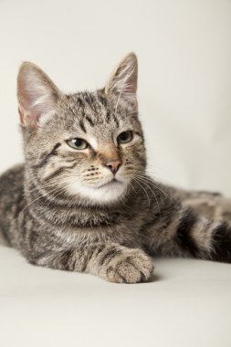 oyun oynayan kedi