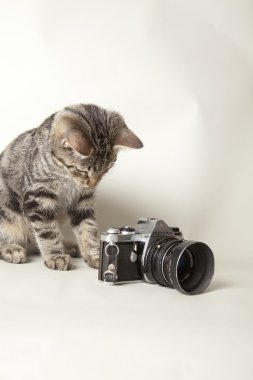 oynayan kedi
