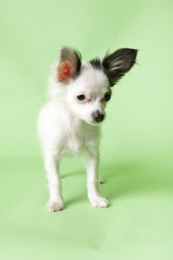 Chihuahua
