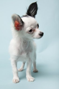 Chihuahua