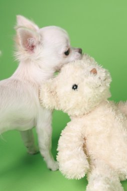 Chihuahua