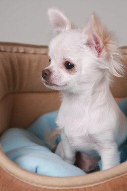 Chihuahua yavrusu